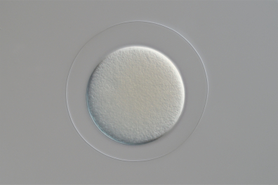 Cellule-oeuf Oursin x100